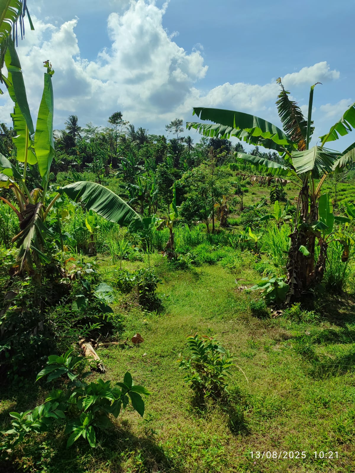 Tanah Lahan Kebun Manistutu, Jembrana di Jembrana, Bali