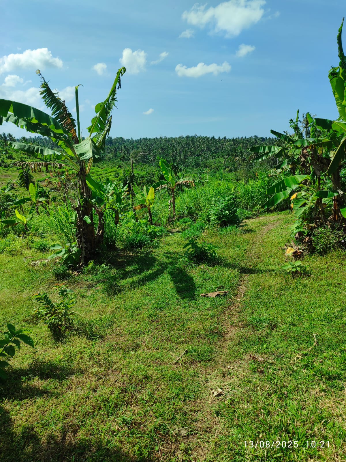 Tanah Lahan Kebun Manistutu, Jembrana di Jembrana, Bali