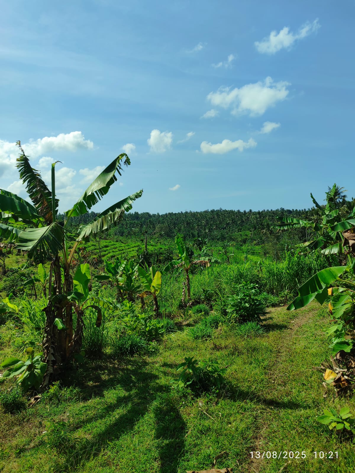 Tanah Lahan Kebun Manistutu, Jembrana di Melaya, Jembrana, Bali